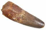 Real Fossil Spinosaurus Tooth - Feeding Worn Tip #360446-1